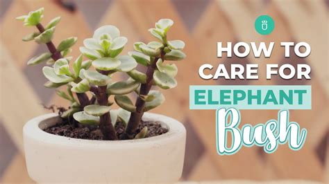 elephant bush moisture meter|elephant bush care.